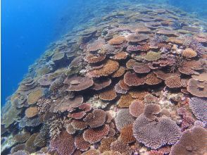 プランの魅力 極上のサンゴ礁へ の画像