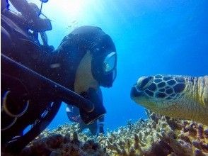 プランの魅力 慣れてきたらカメさんに会えちゃうかもっ！ の画像