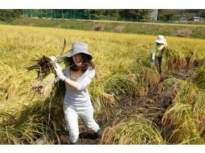 プランの魅力 稲刈り体験（Rice harvesting１） の画像