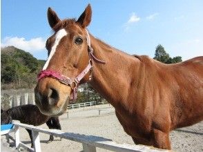 プランの魅力 ふれあい用のニンジンも販売中 の画像