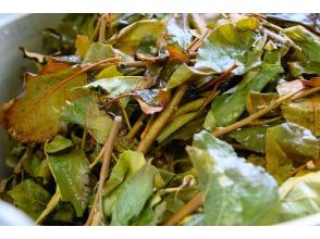 プランの魅力 Experience plant dyeing using apples, a specialty of the Masuda region の画像