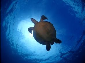 プランの魅力 石垣島と言えばウミガメ！ の画像