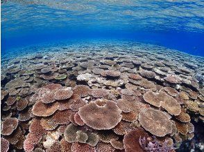 プランの魅力 石西礁湖はサンゴの楽園！ の画像