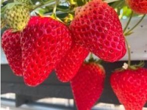 プランの魅力 あま〜いイチゴが30分食べ放題♪ の画像