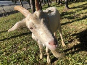 プランの魅力 ヤギとふれあい、エサやり体験 の画像
