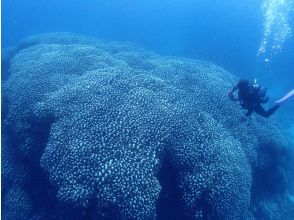 プランの魅力 世界最大級の「大仏サンゴ」 の画像