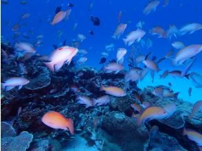 プランの魅力 魚いっぱい竜宮城 の画像