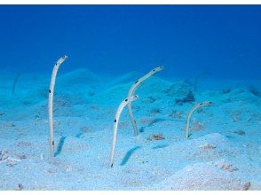 プランの魅力 水族館の人気者！チンアナゴ の画像