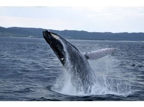 プランの魅力 パフォーマンスが凄いのがザトウクジラ の画像