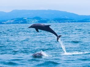 プランの魅力 Impression that can only be experienced with wild dolphins ♪ の画像