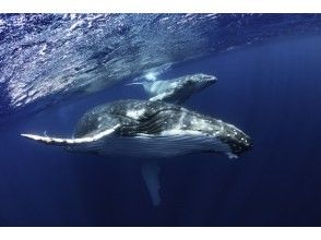 プランの魅力 Parent and child whale の画像