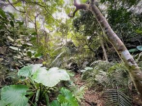 プランの魅力 ジャングル の画像