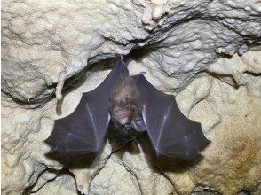 プランの魅力 ゴールデンケイブ+ジャングル迷路+滝壺、1億年の海底洞窟 の画像