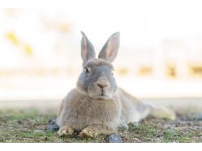 プランの魅力 The ecology of rabbits unique to the island. の画像