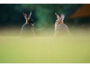 プランの魅力 可愛さに癒される～ の画像