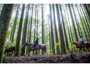 プランの魅力 in the forest の画像