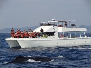 プランの魅力 移到船頭，享受期待已久的賞鯨活動！ の画像