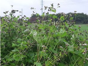 プランの魅力 Soba in your own field の画像