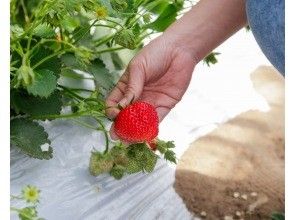 プランの魅力 イチゴ狩りができる！ の画像