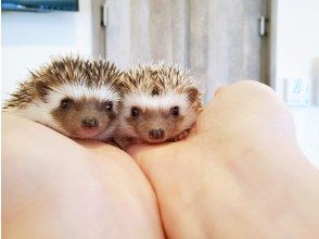 プランの魅力 【我が道を行くタイプ】 の画像
