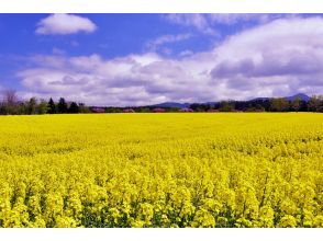 プランの魅力 横浜町菜の花畑 の画像