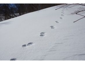 プランの魅力 Animal tracking の画像