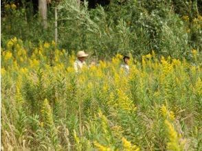 プランの魅力 野草採取 の画像