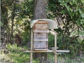 プランの魅力 Japanese honey bee の画像