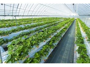 プランの魅力 高設栽培なのでラクチンいちご摘み の画像