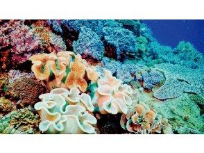 プランの魅力 水中鑑賞ポイント の画像