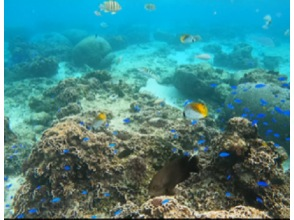 プランの魅力 綺麗なサンゴと砂地 の画像