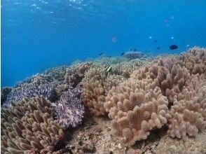 プランの魅力 Beautiful coral の画像