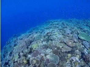 プランの魅力 Beautiful coral! の画像