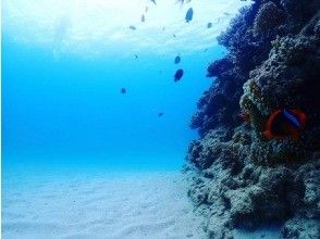 プランの魅力 綺麗な熱帯魚！ の画像