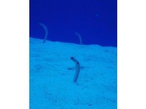 プランの魅力 Everyone loves spotted garden eels の画像