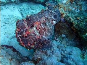 プランの魅力 Frogfish の画像