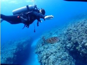 プランの魅力 美麗的熱帶魚！ の画像