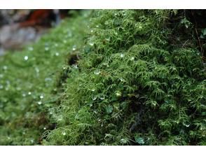 プランの魅力  の画像