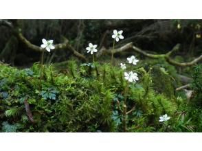 プランの魅力  の画像