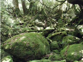 プランの魅力  の画像