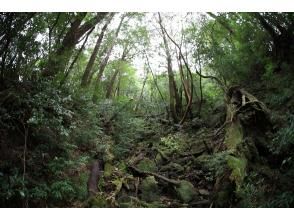 プランの魅力  の画像