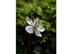 プランの魅力  の画像