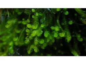 プランの魅力  の画像