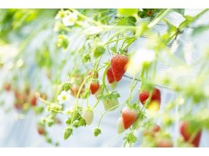 プランの魅力 Strawberry house with ventilation and distance の画像