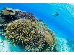 プランの魅力 宮古島の美しいサンゴを見よう！ の画像