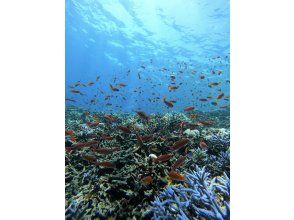 プランの魅力  の画像