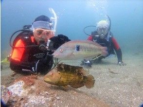 プランの魅力 近くでお魚に会える！ の画像