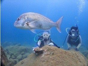 プランの魅力 ゆっくり潜ろう！ の画像