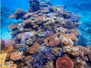 プランの魅力 綺麗な珊瑚礁 の画像