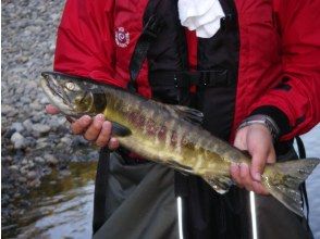 プランの魅力 Salmon come up from the sea to spawn の画像